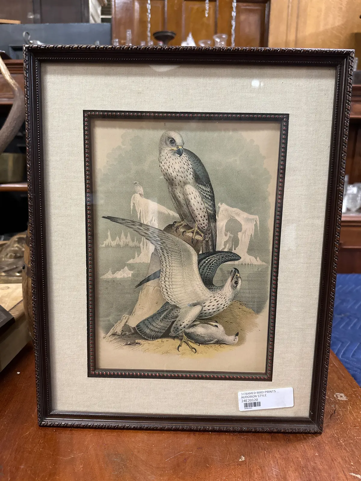 Framed  Audobon Style Bird Print 1