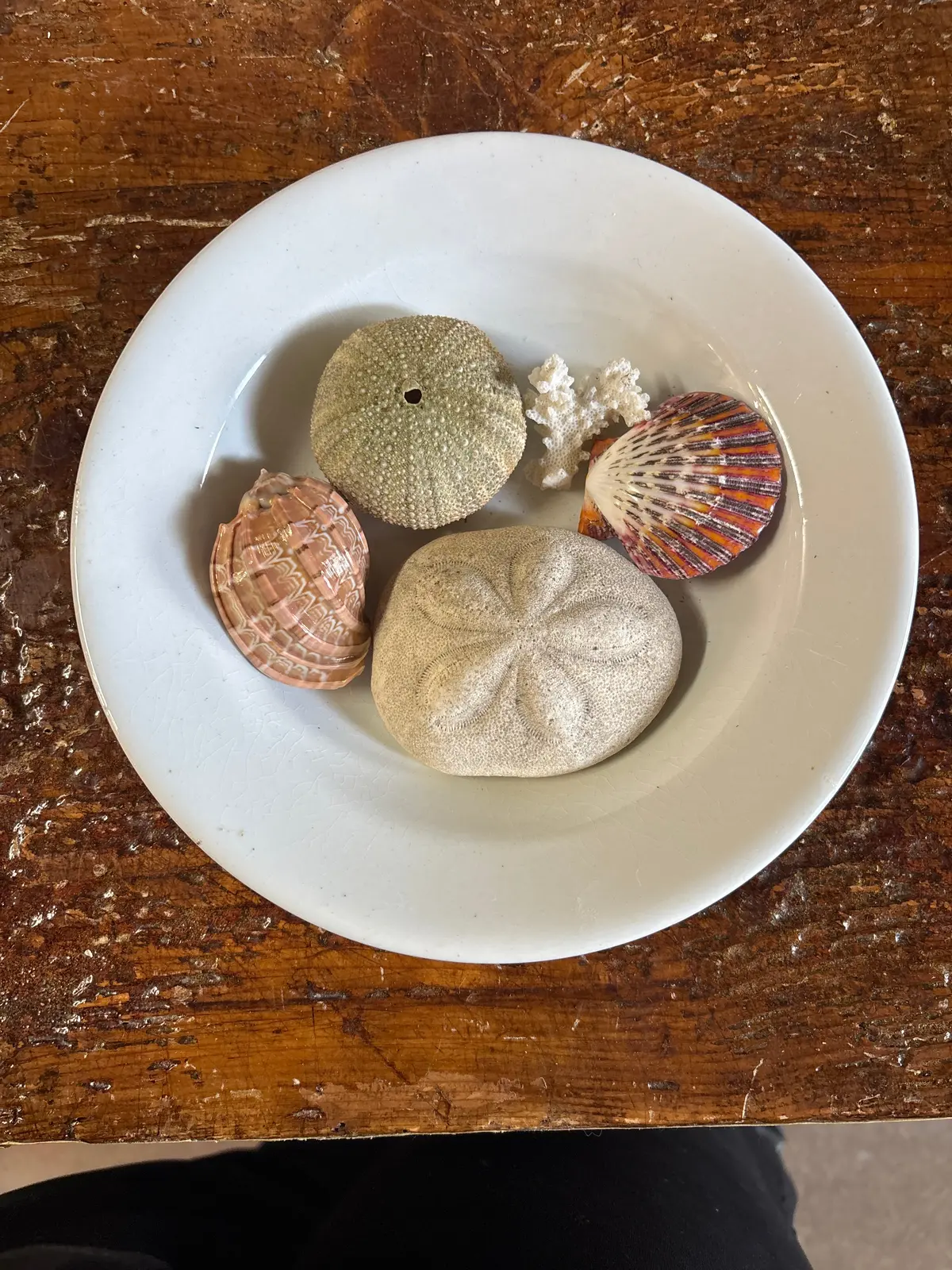 Set Of 5 Sand Biscuits And Shells - Bowl Not Included 1
