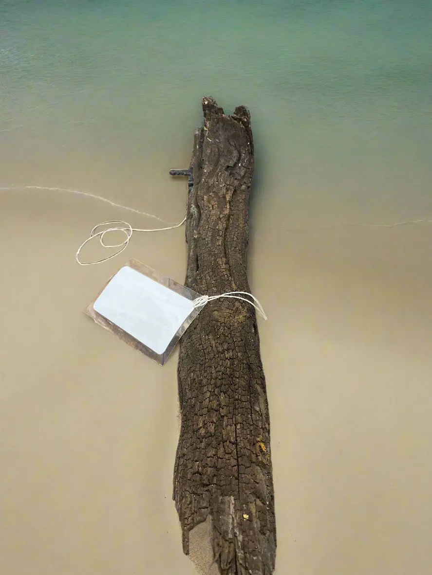 Hollow Driftwood Bark 1