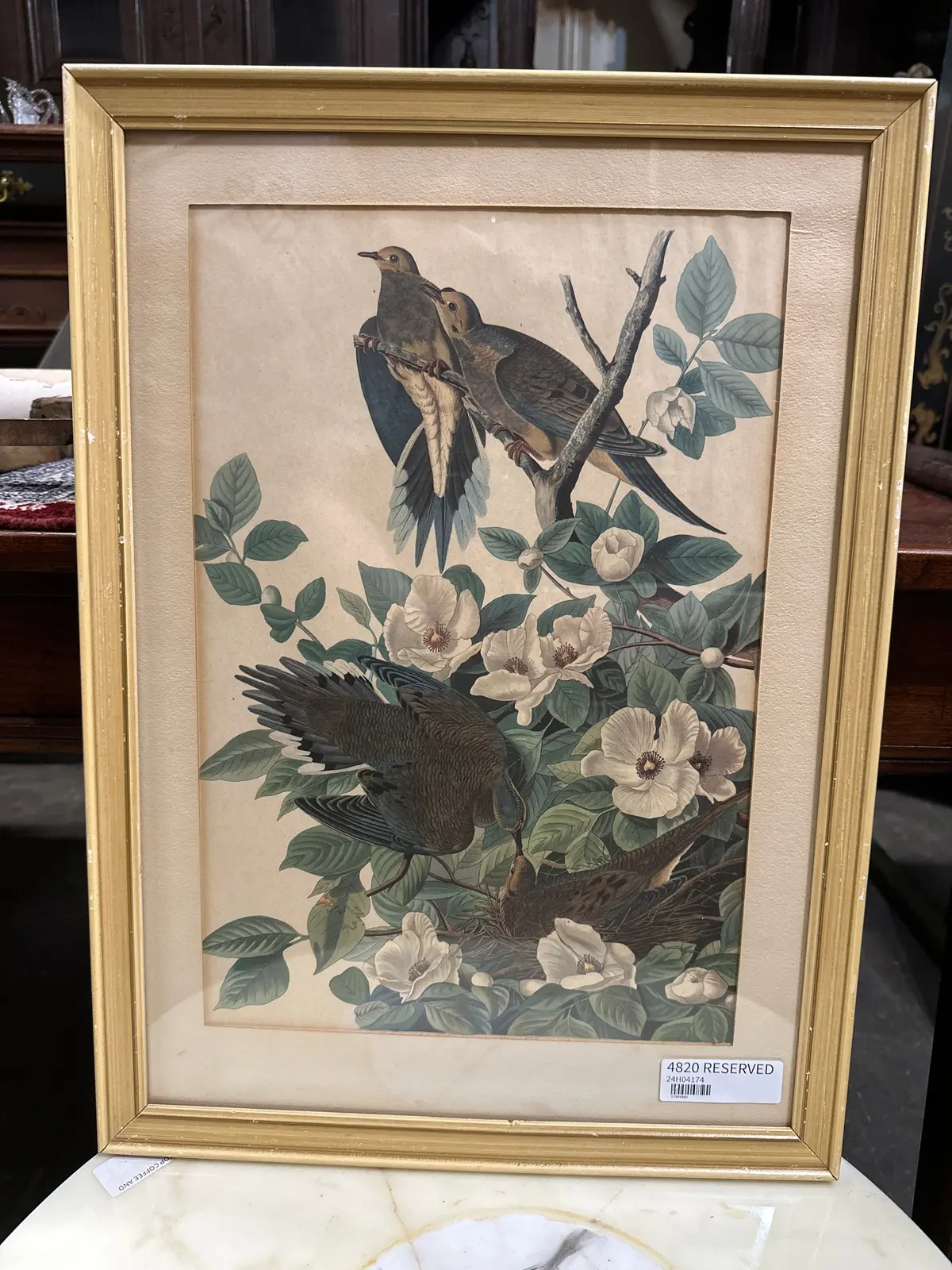 Carolina Pigeon Turtle Dove Lithograph Print 1