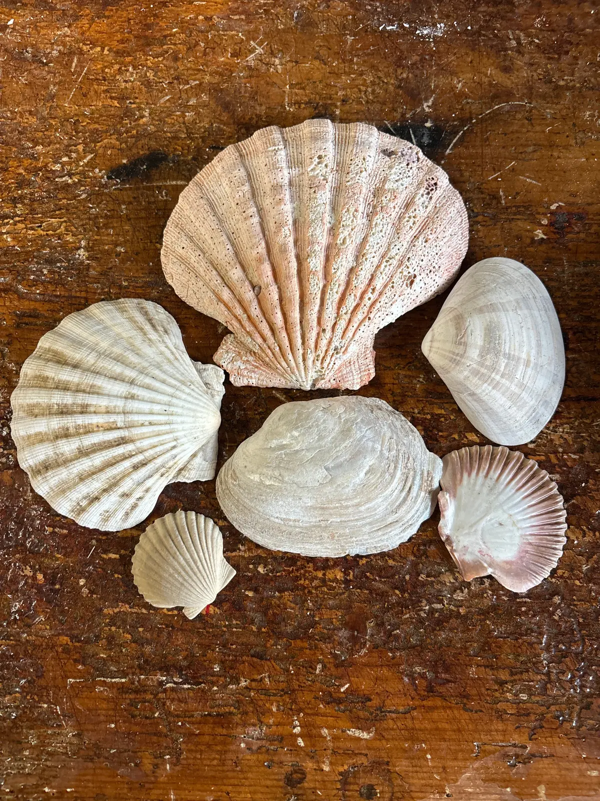 Set Of 6 Scallop Shells - Bowl Not Included 1