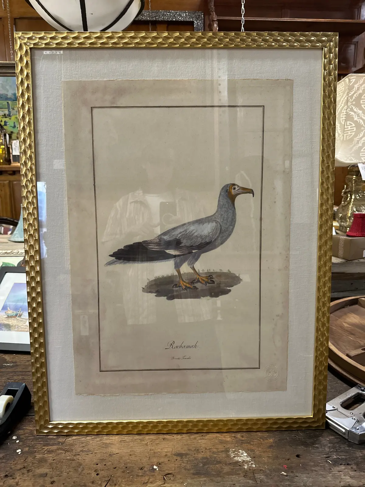 Large Gold Frame Antique Bird Engraving 1