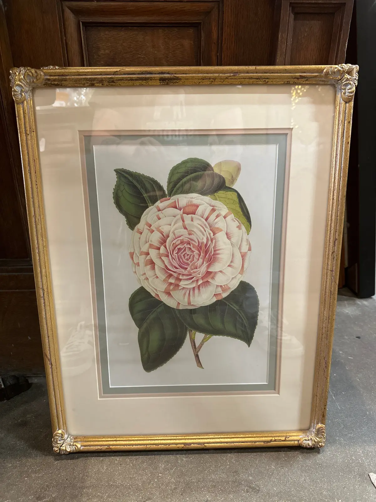 Nicely Framed Botanical Print 1