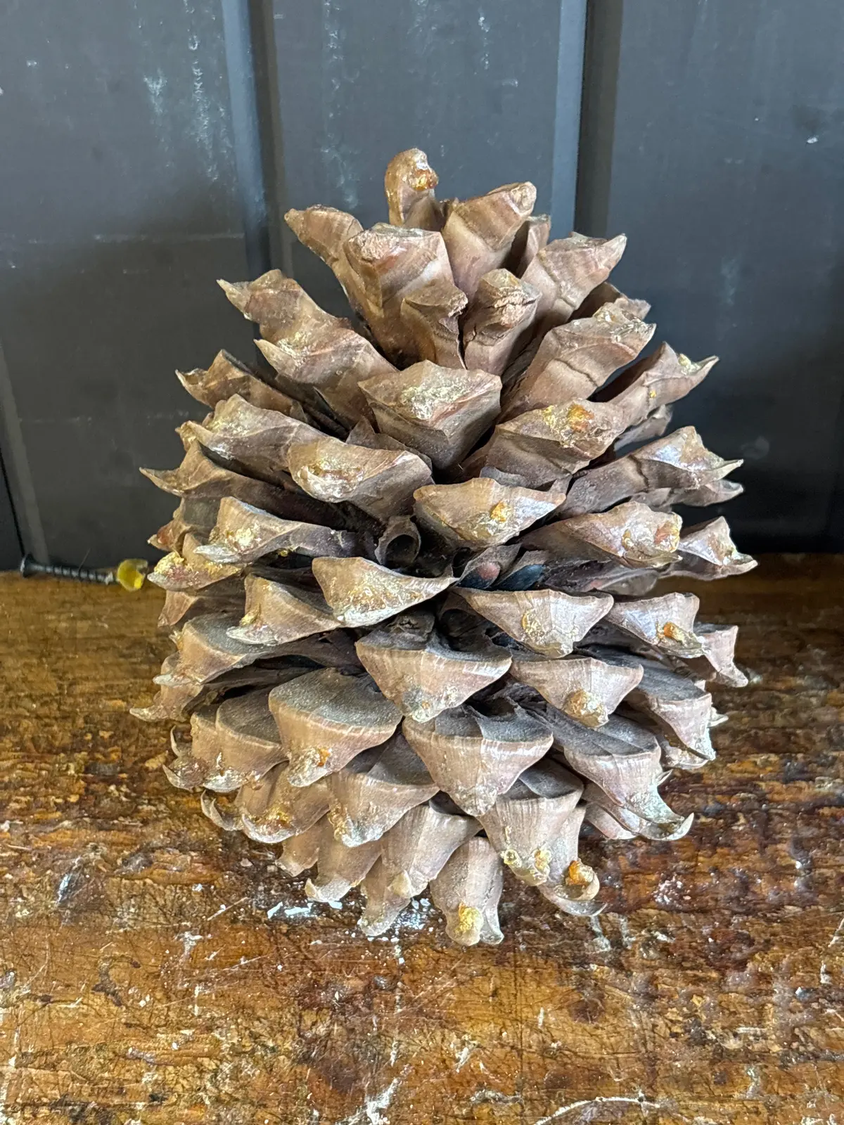 Pine Cone 1 Of 2 1