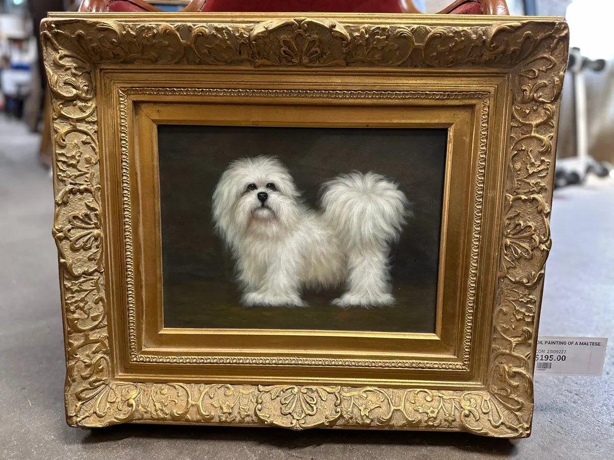 Oil Painting Of A Maltese 1