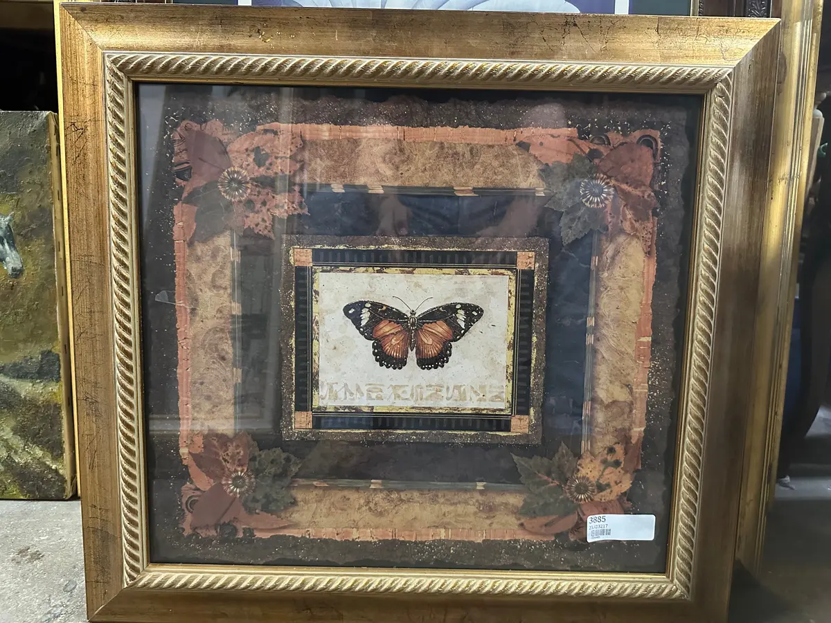 Framed Print Of Butterfly 1