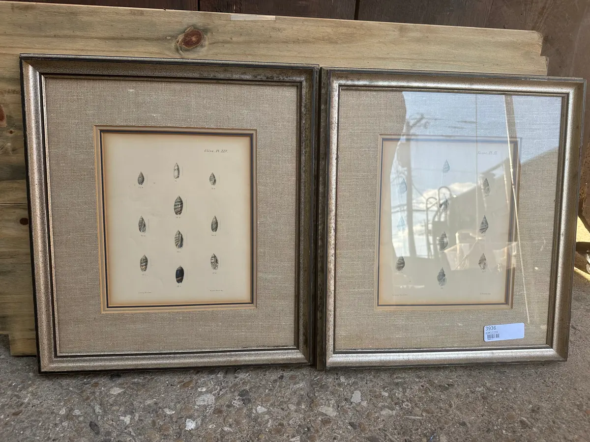 Pair Of Framed Colored Engravings Of Shells 1