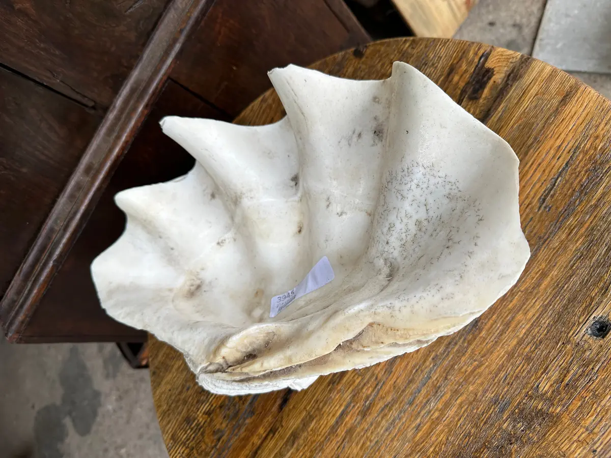 Large Clam Shell 1
