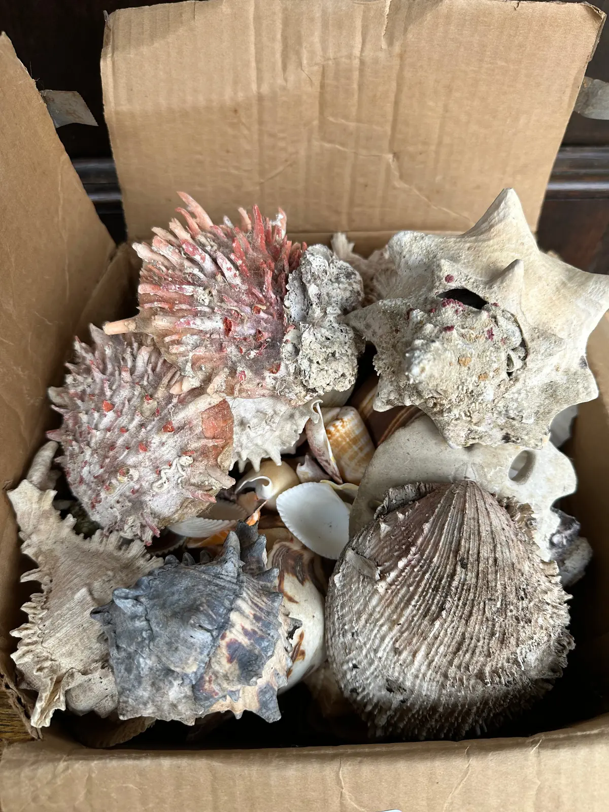 Box Of Assorted Shells 1