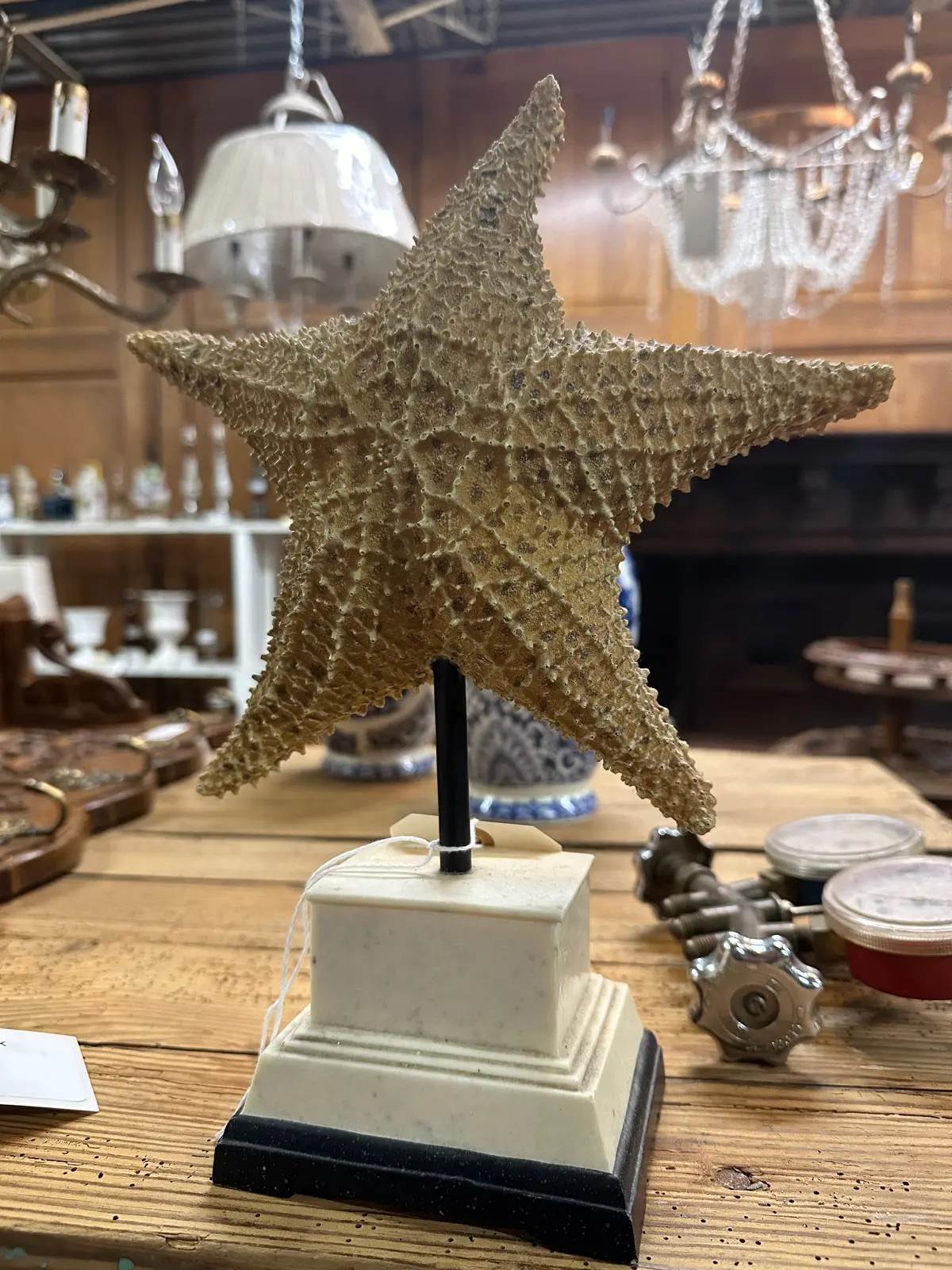 Not Old Faux Starfish 1