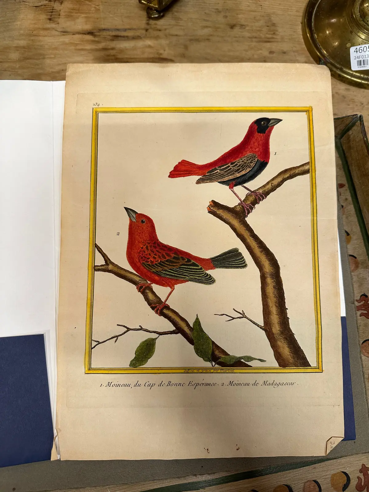 Unframed Cardinal Engraving 1