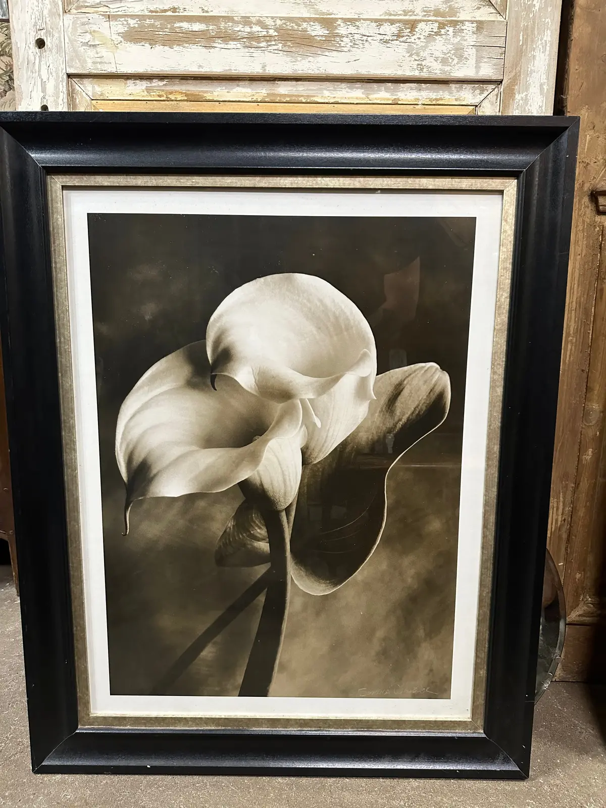 Large Black And White Photo Print Of A Calla Lilly 1