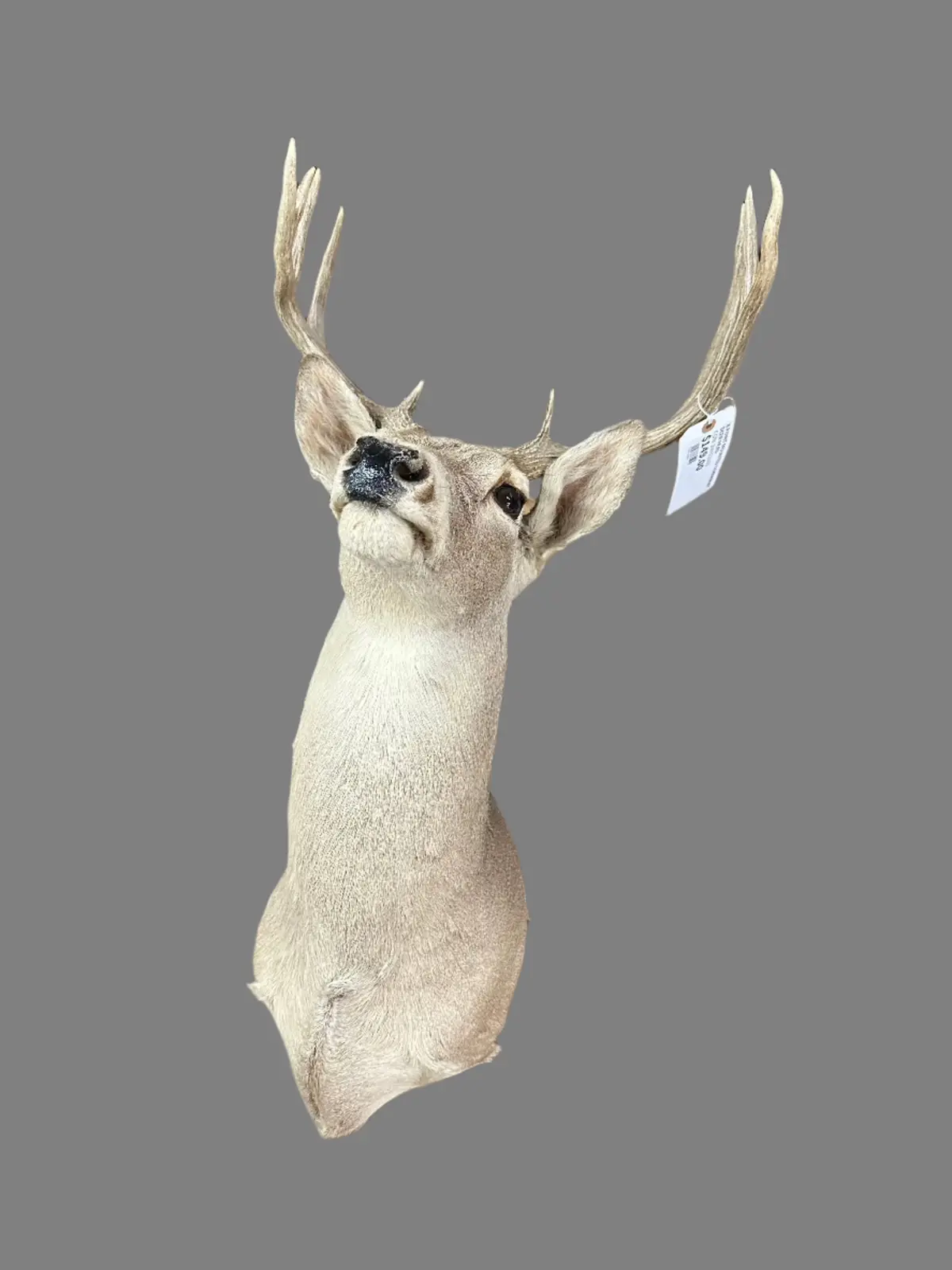 8 Point Mounted Taxidermy Deer Head 1