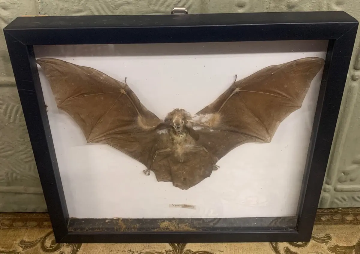 Old Bat Speciman 1