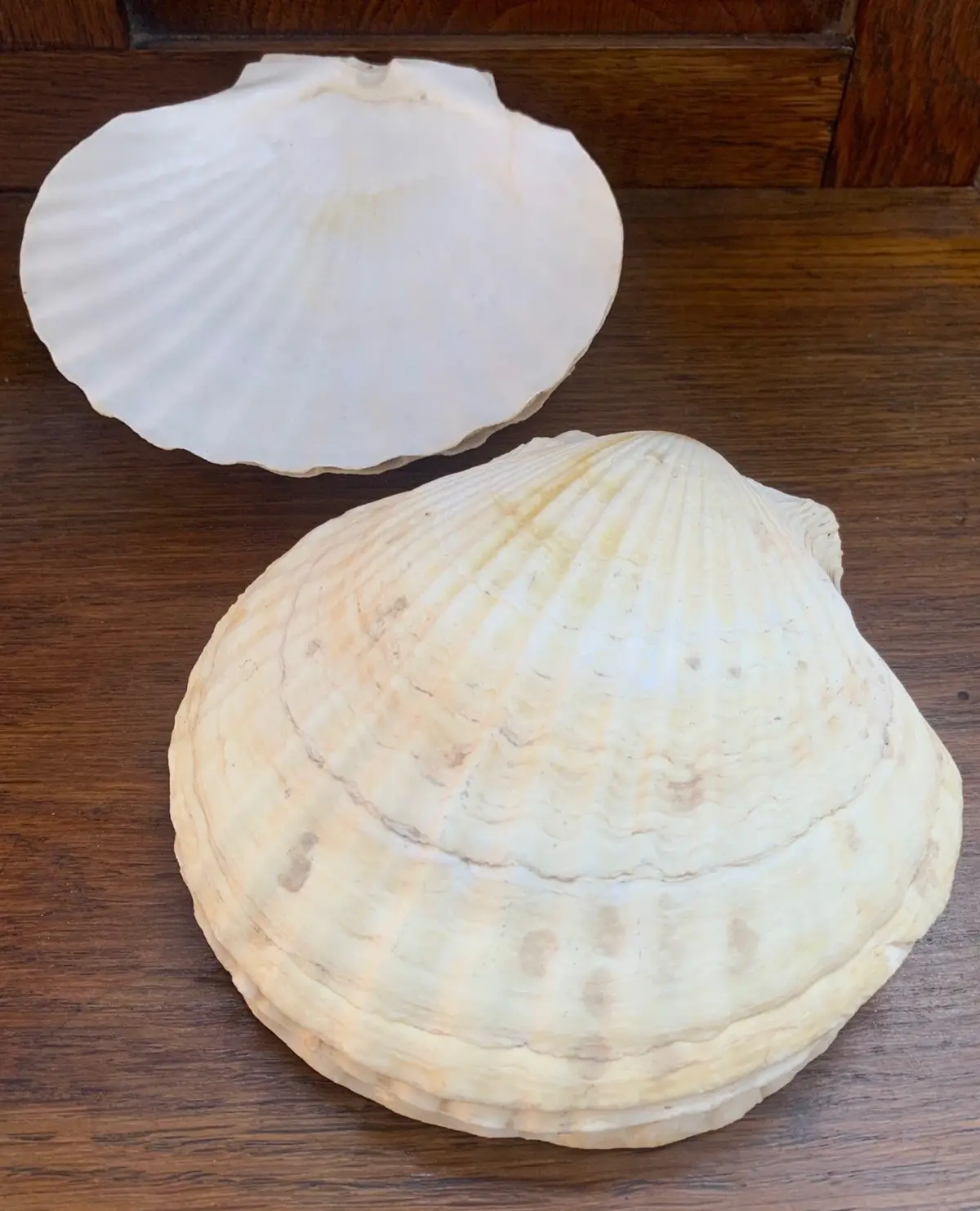 Set Of 8 Clam Shells 1