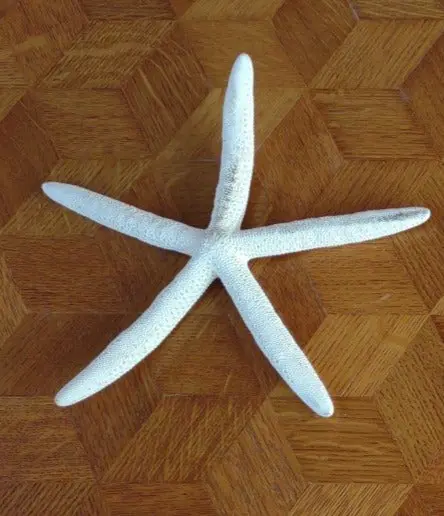 Large White Starfish- 1