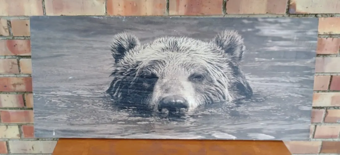 Picture Of Bear Swiming In Water-On Board 1
