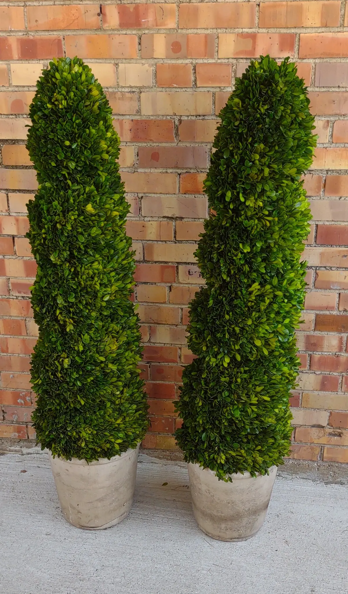 Pair Of Large Topieries 1