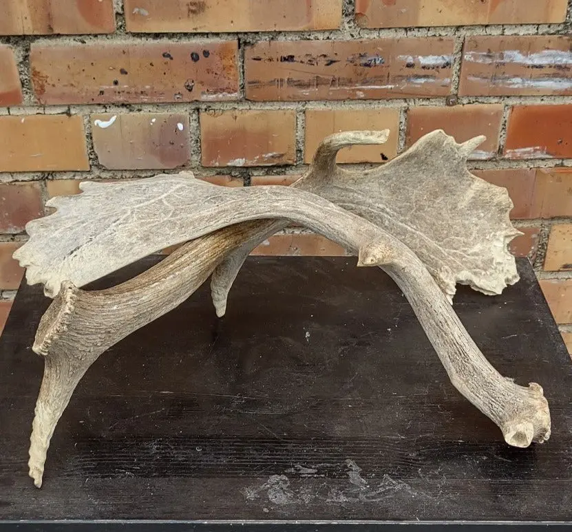 Pair Of Small Moose Antlers 1