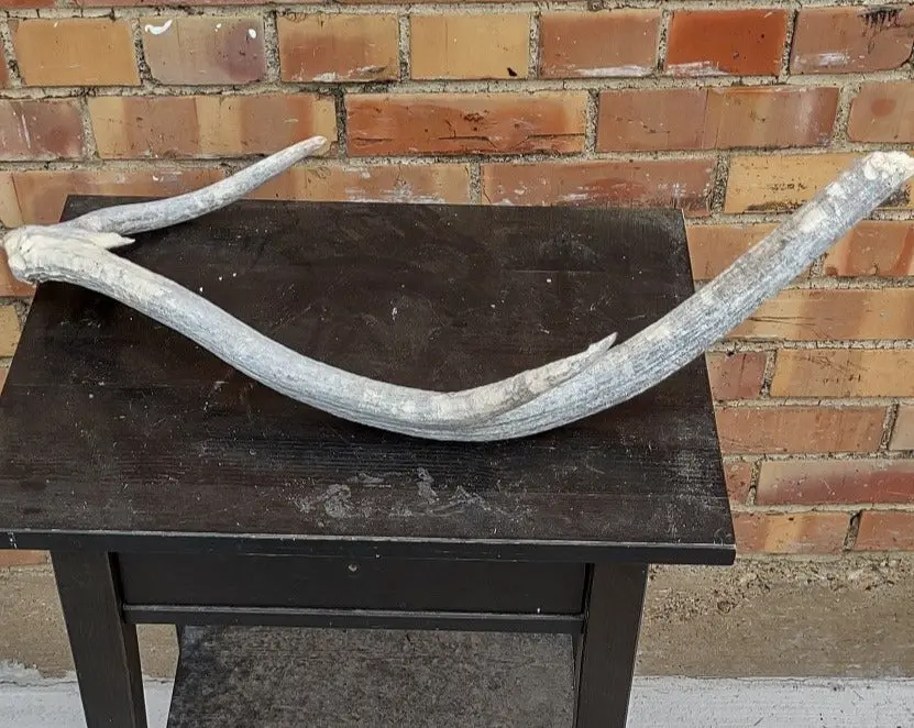 Long Sun Bleached Antler 1