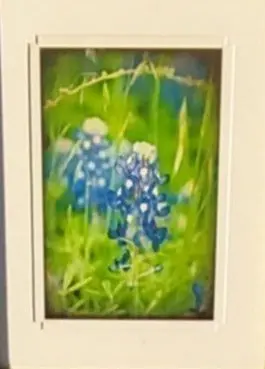 Bluebonnet Photograph - Signed By Lorie Leigh Lawrence 1