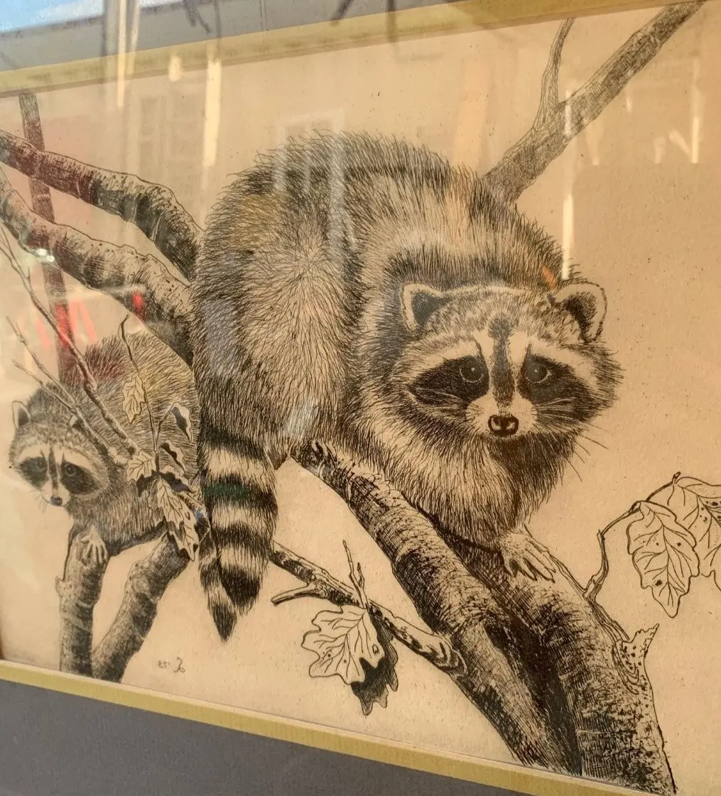 Framed Print Of 2 Raccoons 1