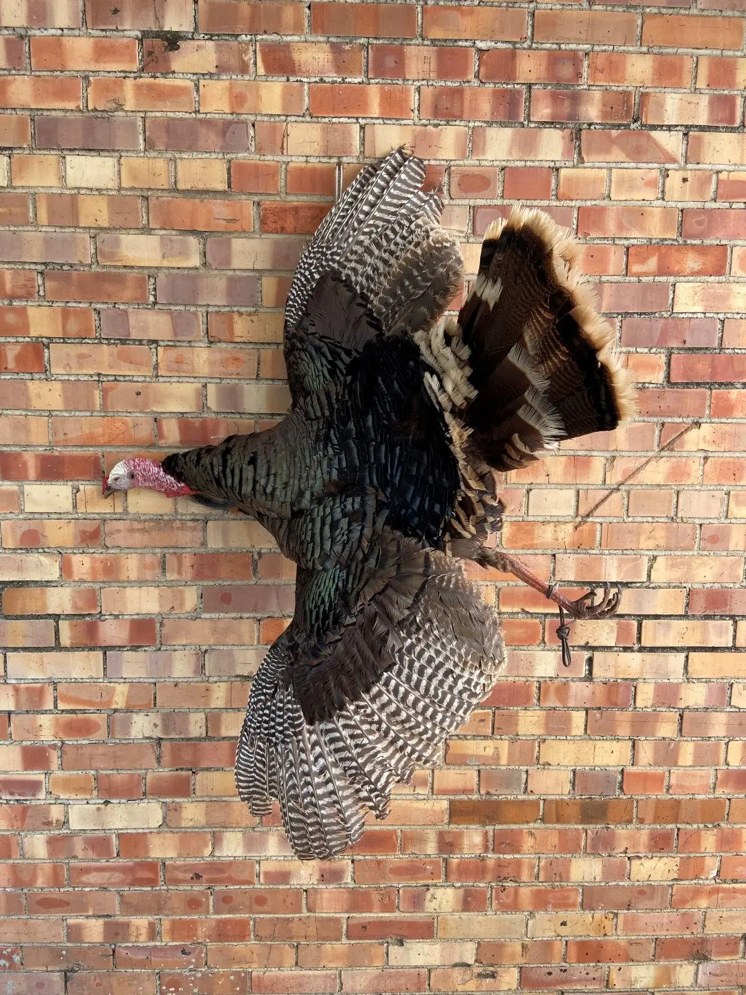 Wild Turkey Mount 1