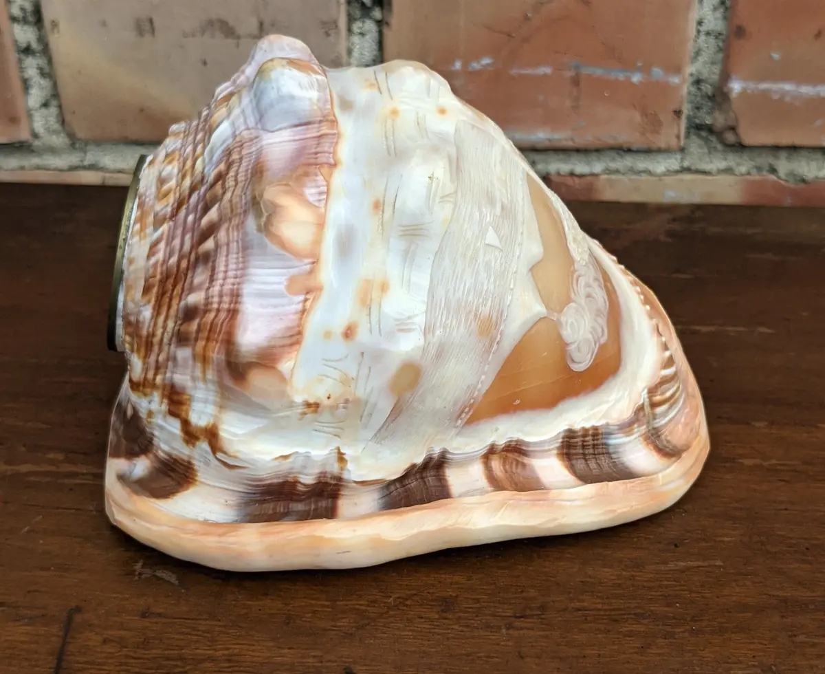 Conch Shell With Carving 1