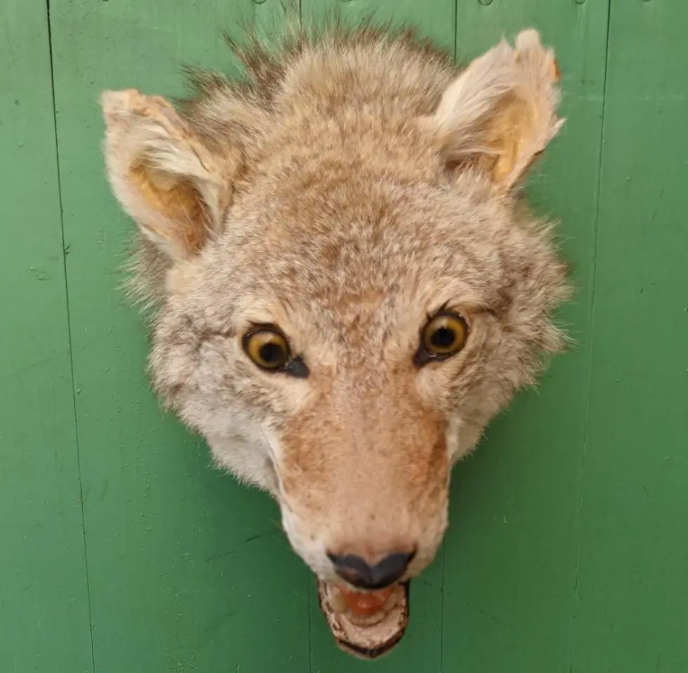 Taxidermy Coyote Head 1