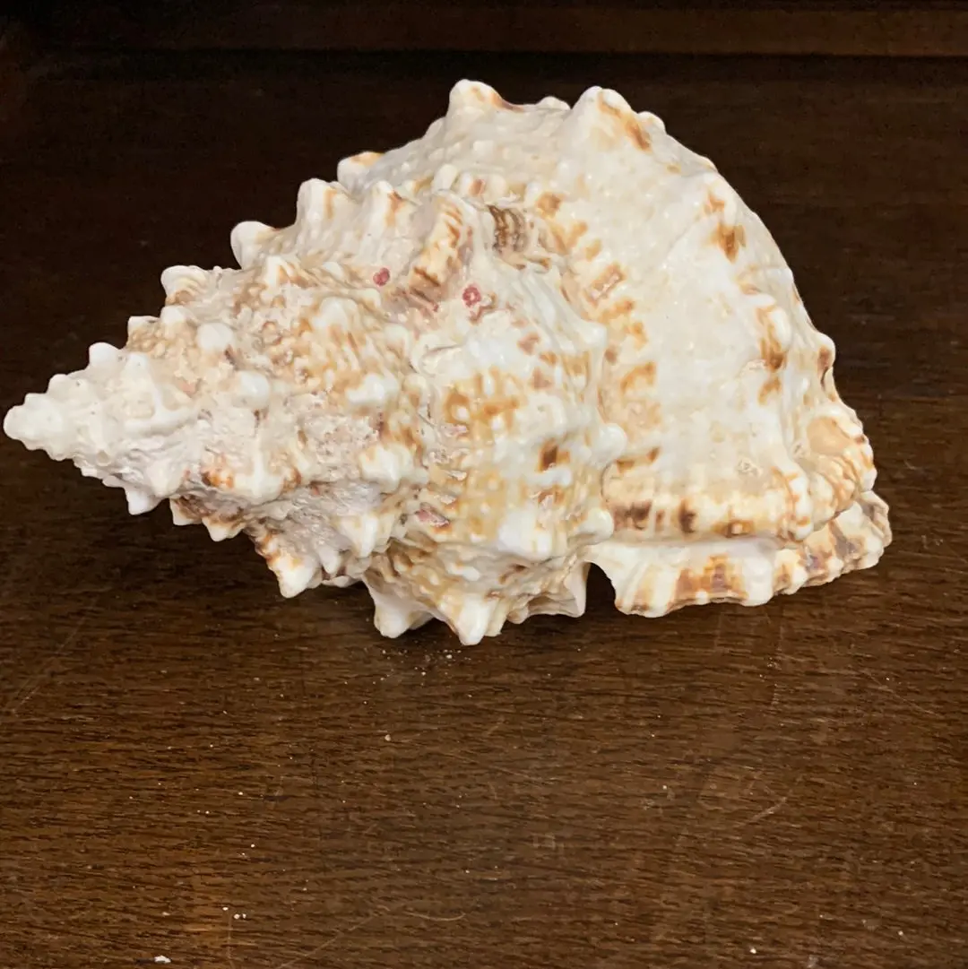 Small Conch Shell 1