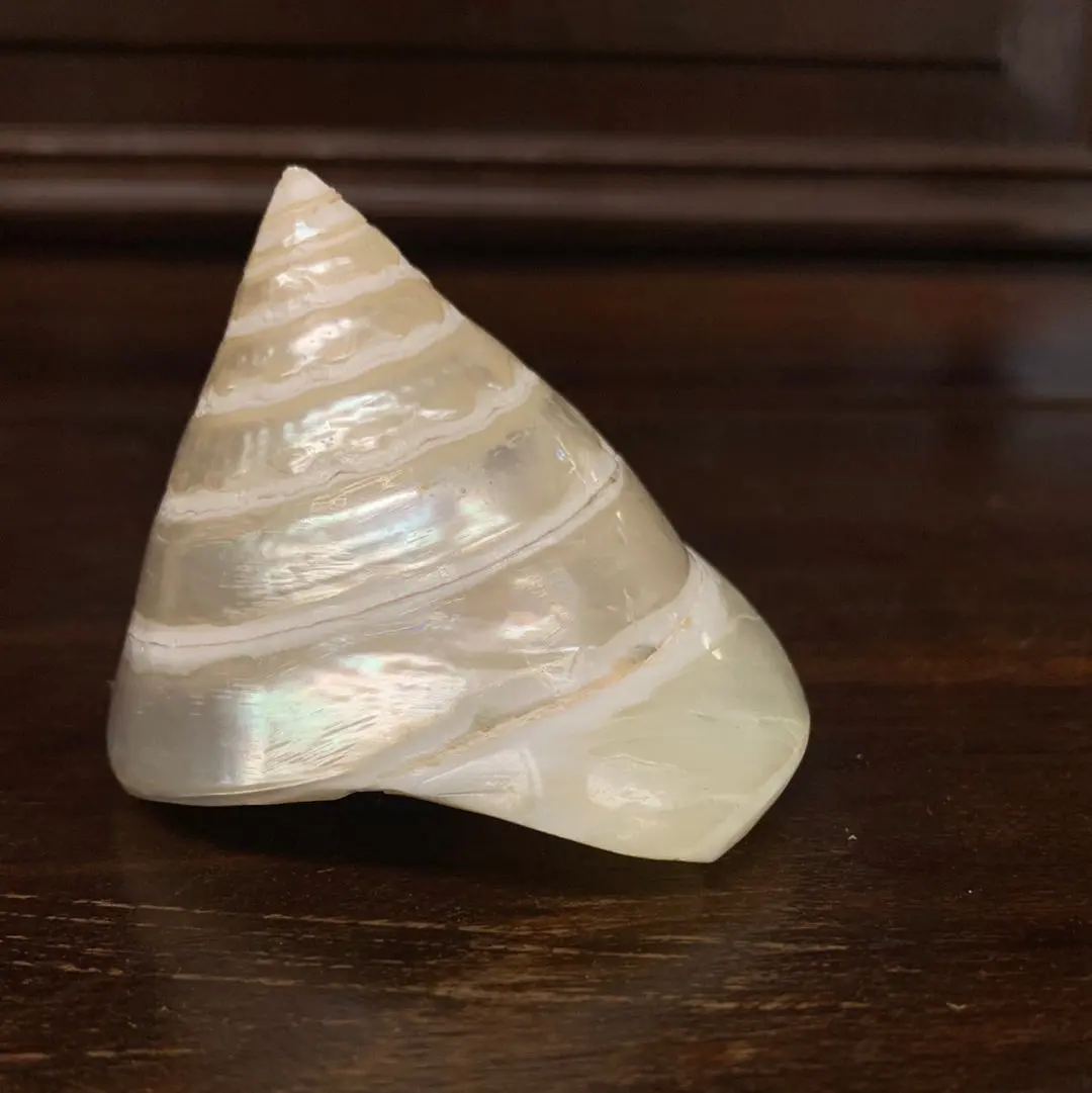 Shell Iridiscent 1