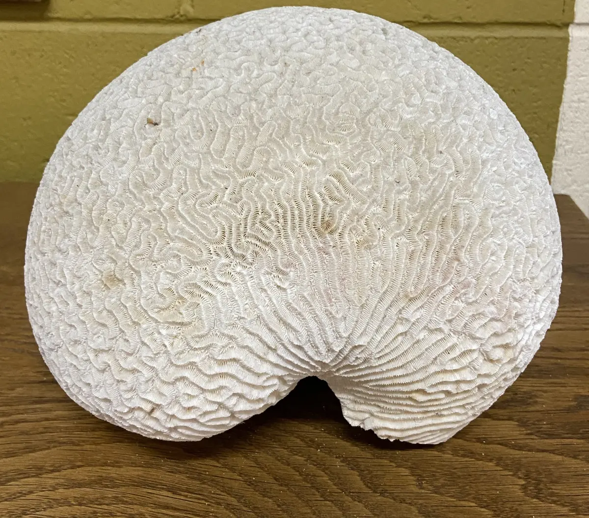 Brain Coral Specimen 1