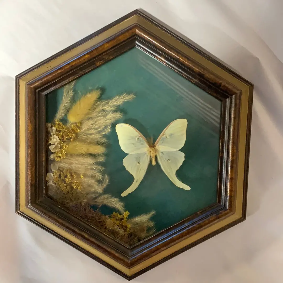 Hexagonal Framed Butterfly And Dried Floral 1