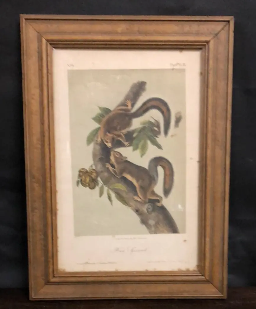 Small Framed Squirrel Engraving 1
