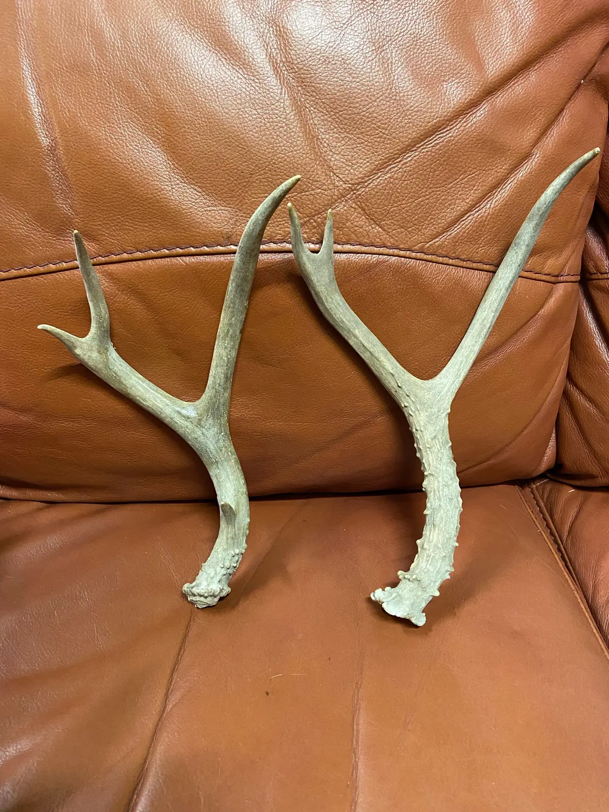 Pair Of Antlers 1