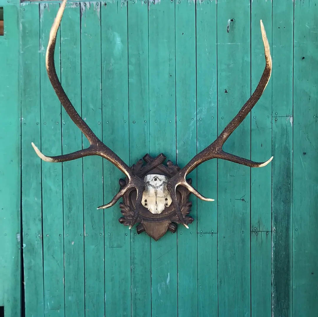 Black Forest Carved Plaque With Elk Horns Rack 1