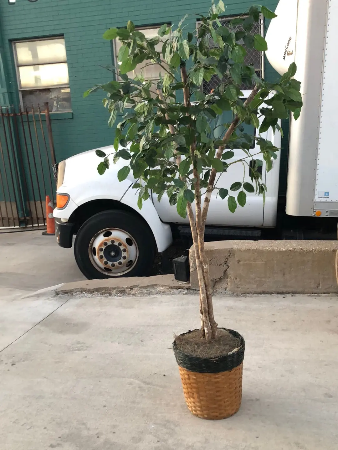 Large Faux Ficus Tree In Basket 1