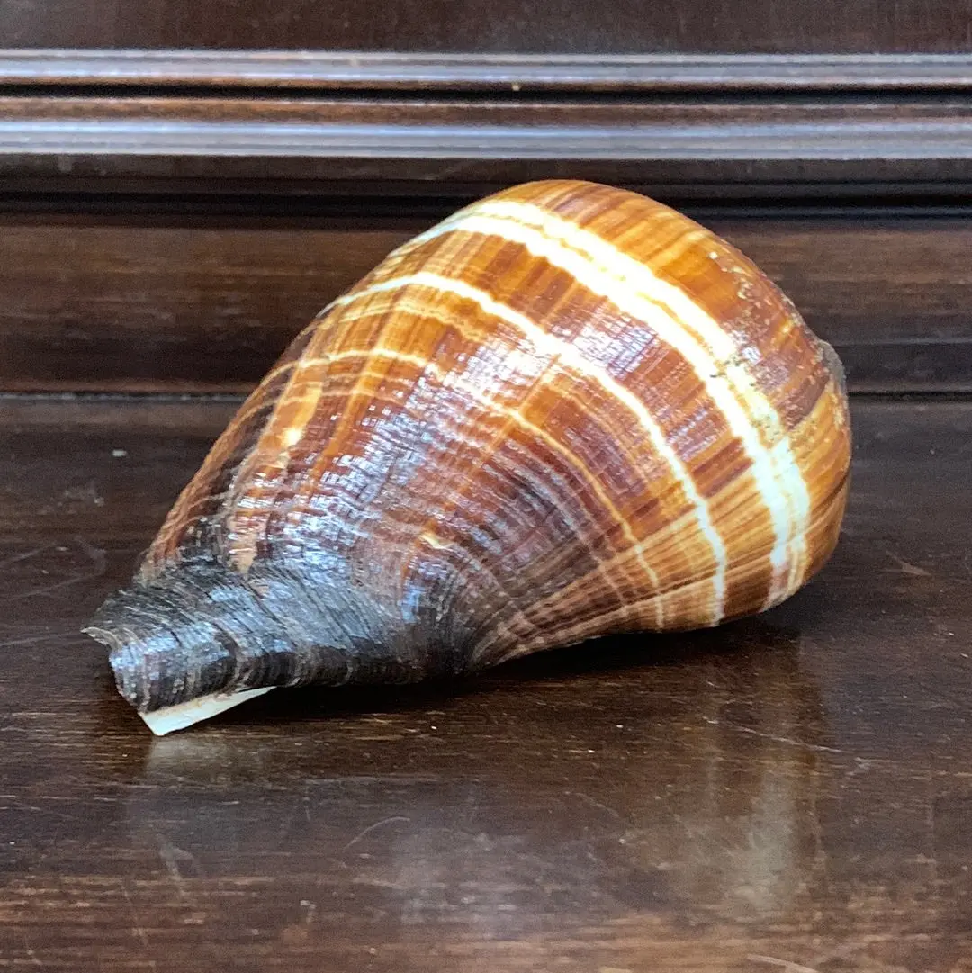 Medium Brown & Ivory Conch 1
