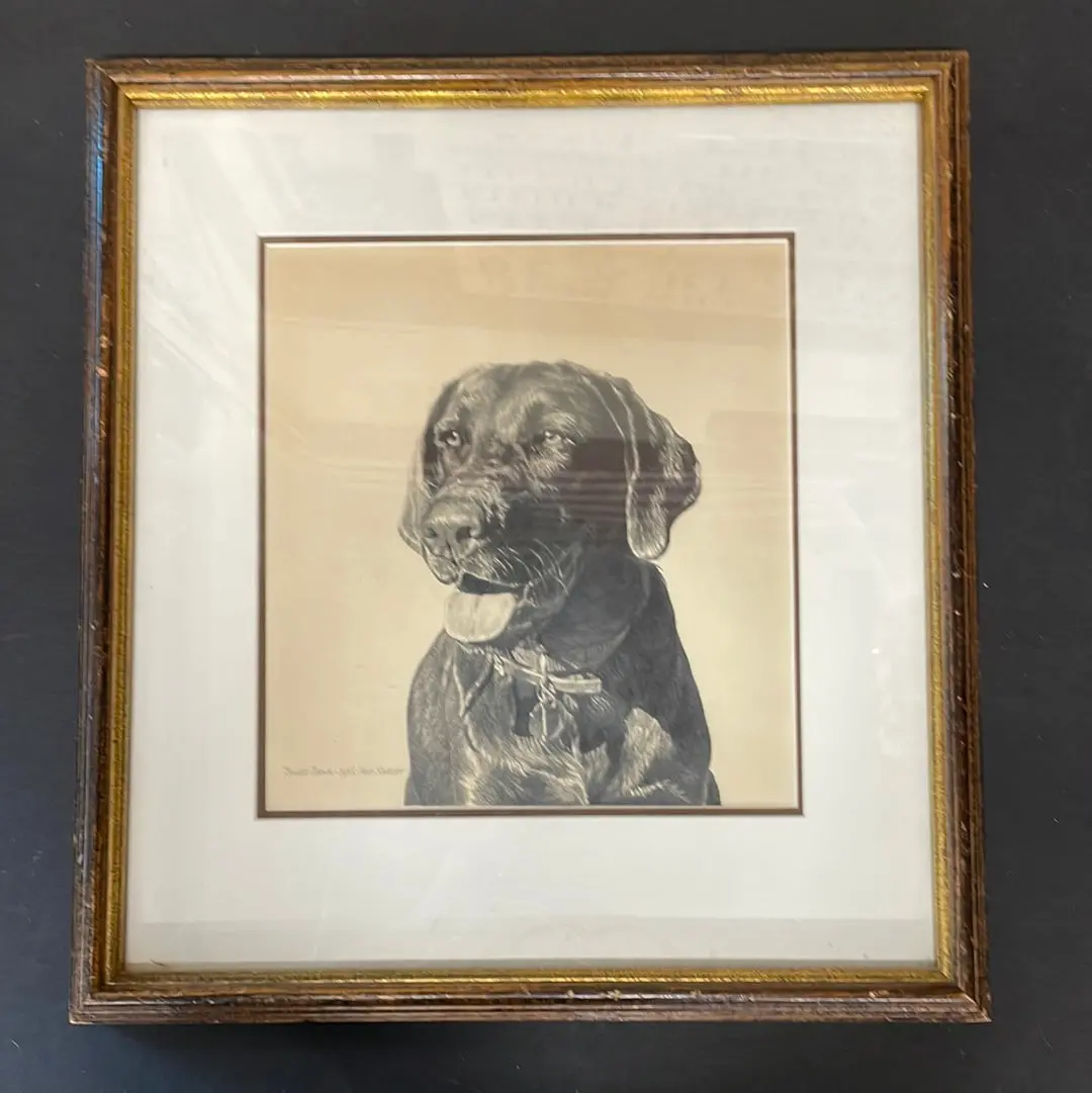 Labrador Pencil Drawing By Herb Strasser 1