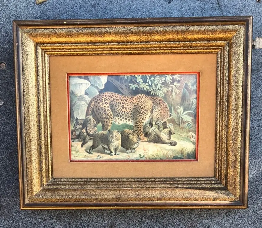 Framed Leopard Print From Brittish Publication 1