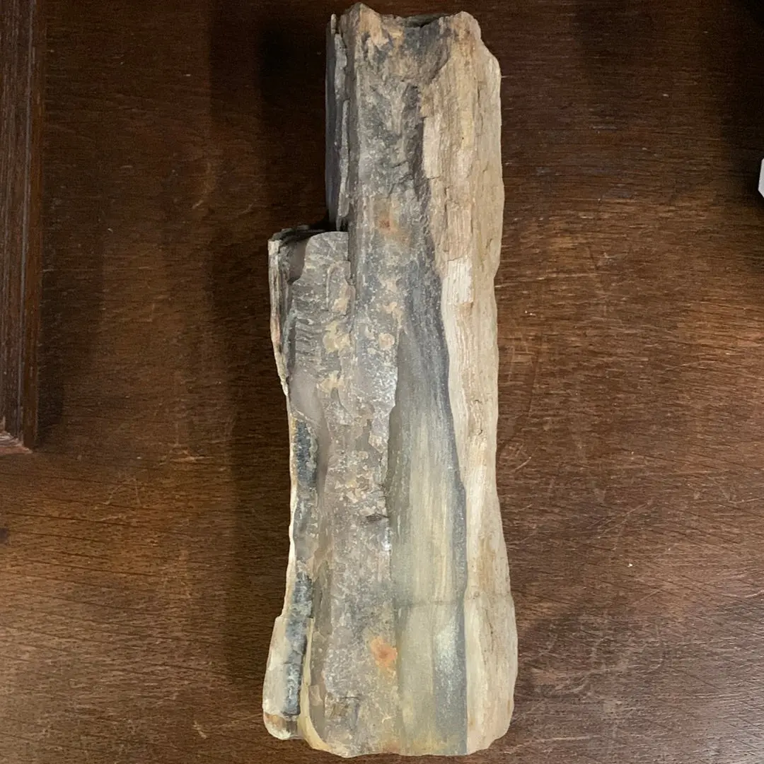 Large Petrified Wood 1