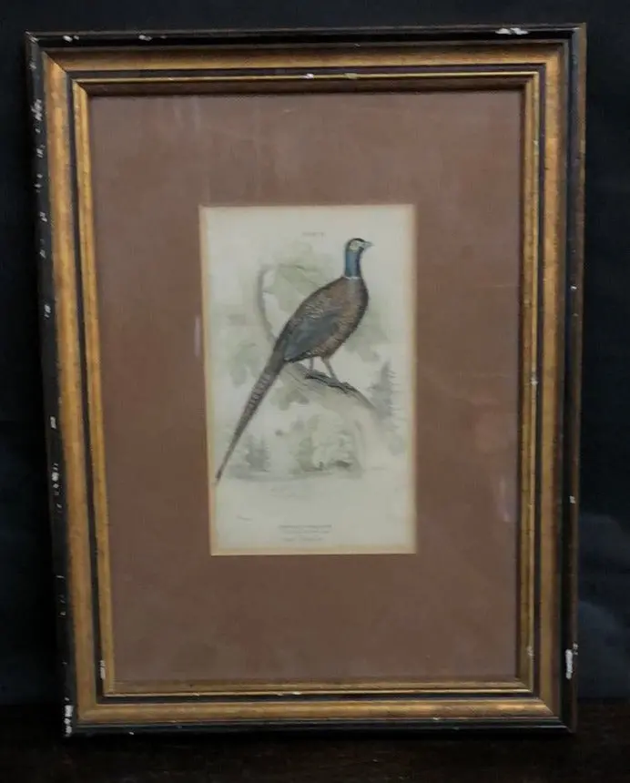 Small Framed Pheasant Engraving 1