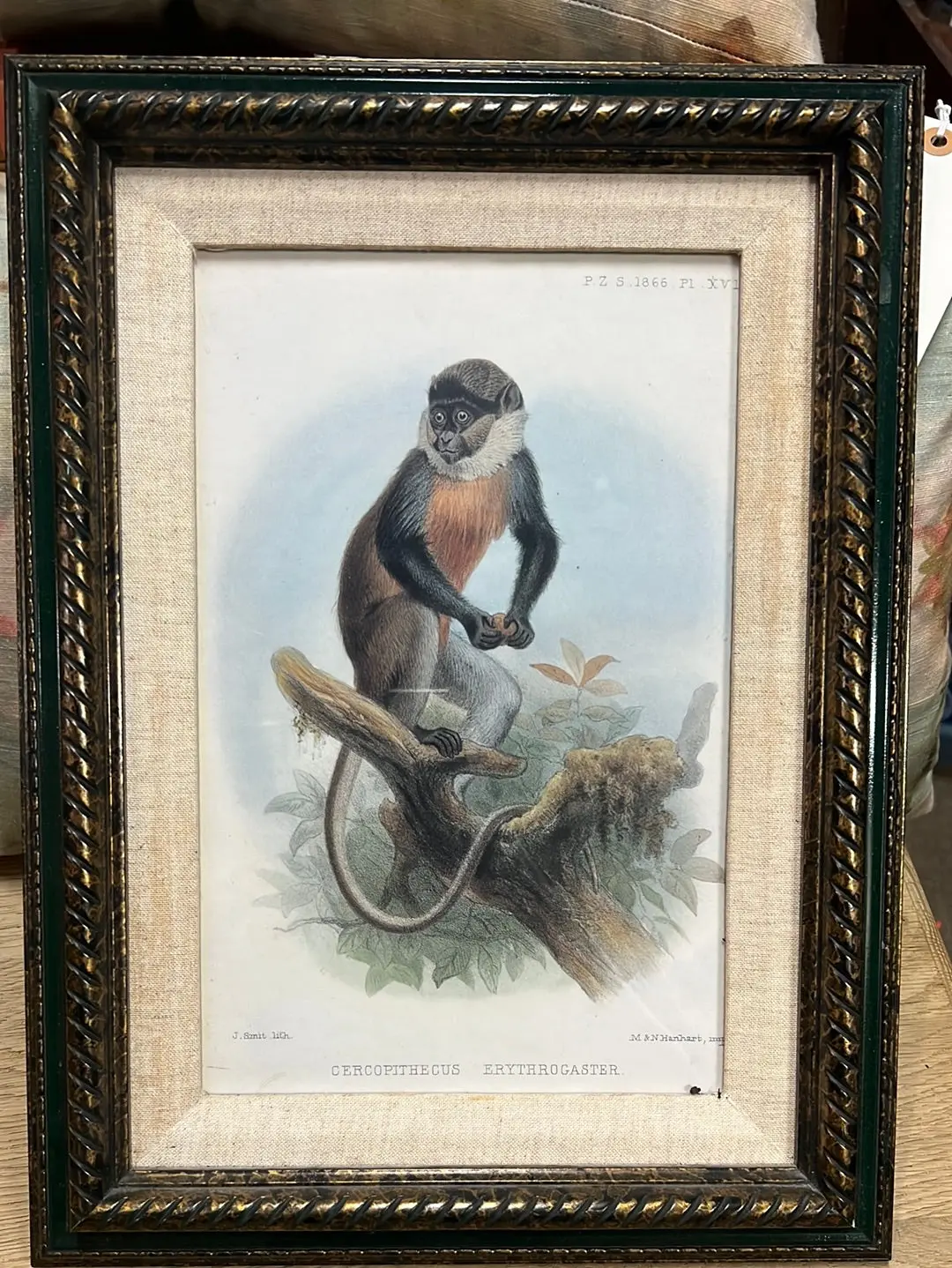 Engraving Of Cercopithecus Erythrogaster 1