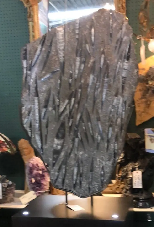 Large Mollusk Fossil Mounted On Metal Stand 1