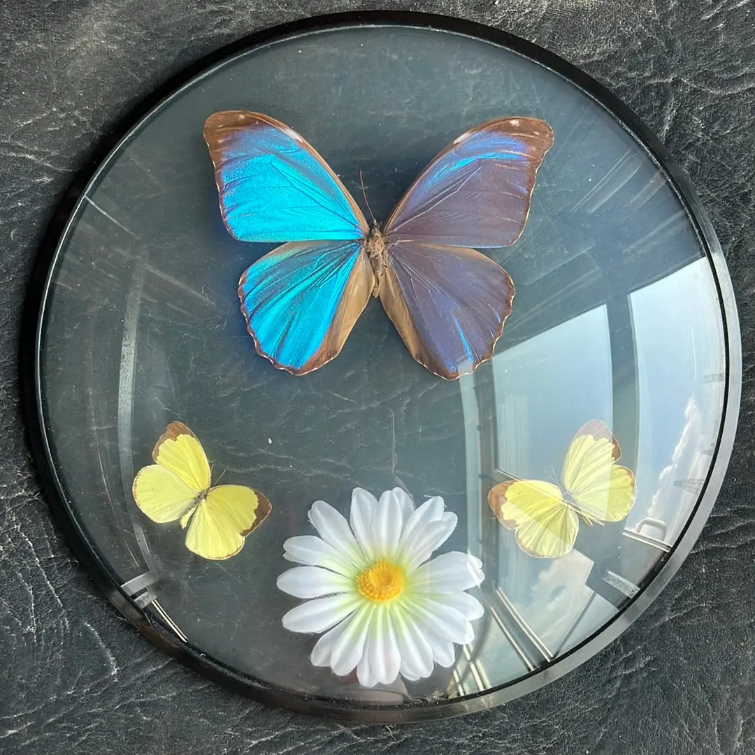 Blue And Yellow Butterfly Taxidermy In Round Frame 1