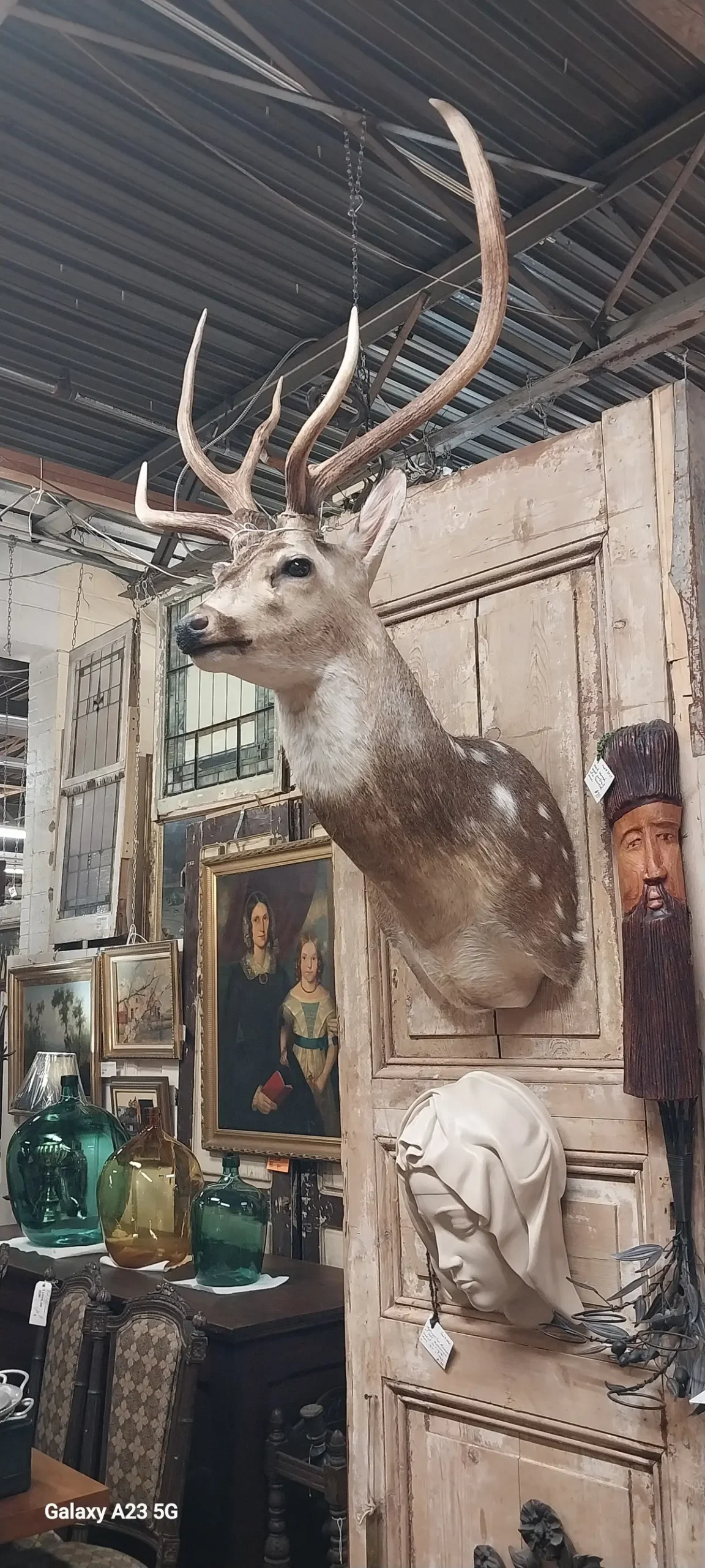 Axis  Spotted Deer Head Mount 1