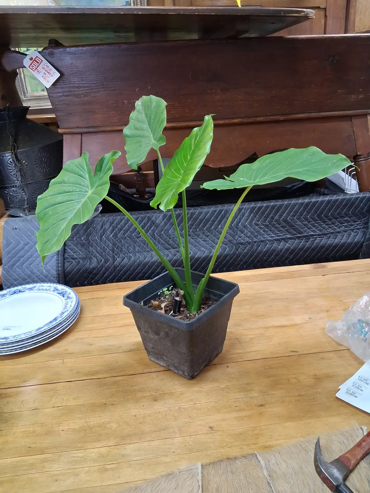 Elephant Ear Plant 1