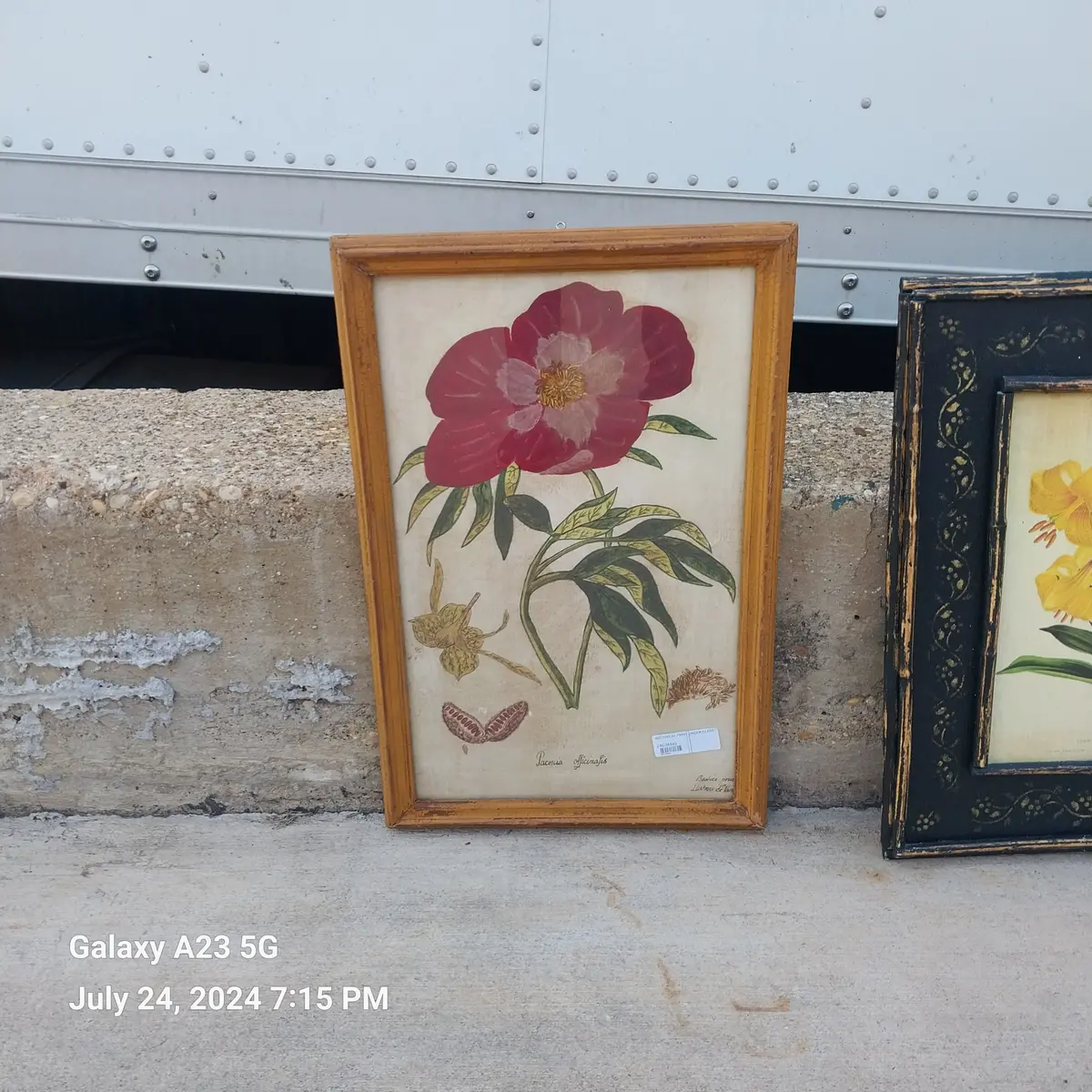 Botanical Print Under Glass 1