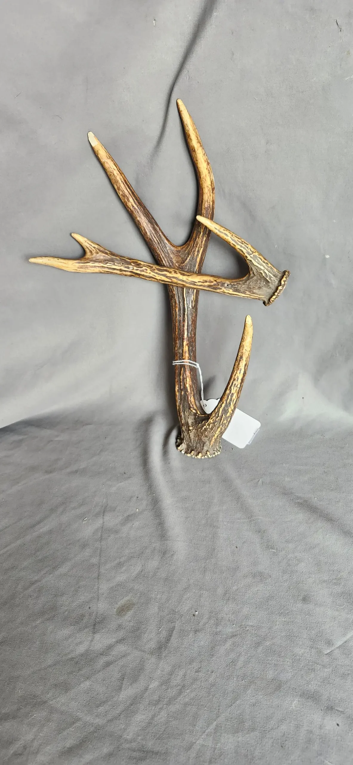 Pair Of Hangng Antlers 1