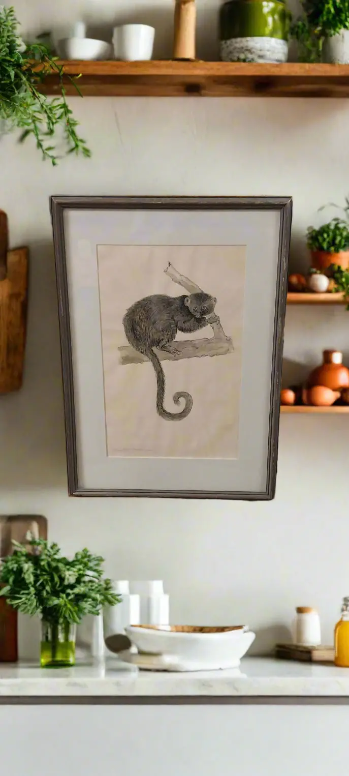 Framed Lemur Engraving 1